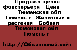 Продажа щенка фокстерьера › Цена ­ 4 000 - Тюменская обл., Тюмень г. Животные и растения » Собаки   . Тюменская обл.,Тюмень г.